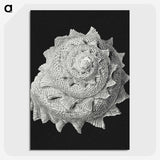 2-27_Ernst-Haeckel_picture-crop