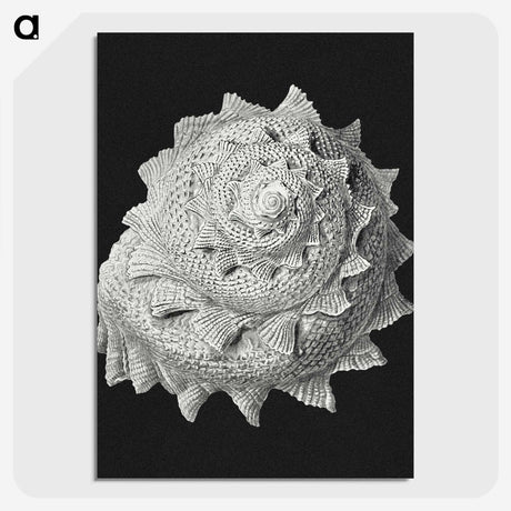 2-27_Ernst-Haeckel_picture-crop