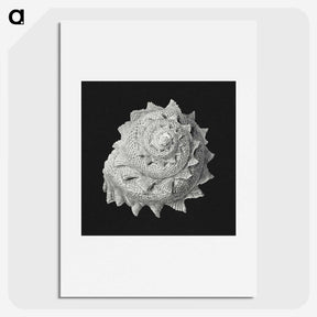 2-27_Ernst-Haeckel_picture