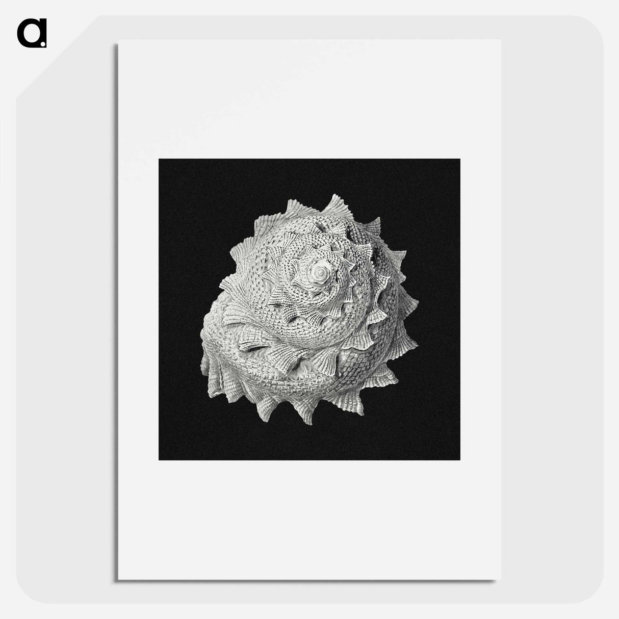 Vintage shell marine life illustration - エルンスト ヘッケル Poster.