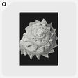 2-27_Ernst-Haeckel_postcard