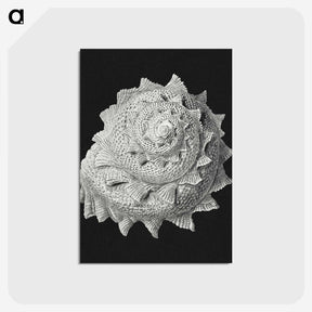 2-27_Ernst-Haeckel_postcard