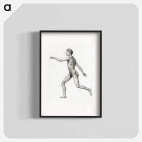 アートポスター-Human Figure, Lateral View, Undissected
 - ジョージ スタッブス Poster.