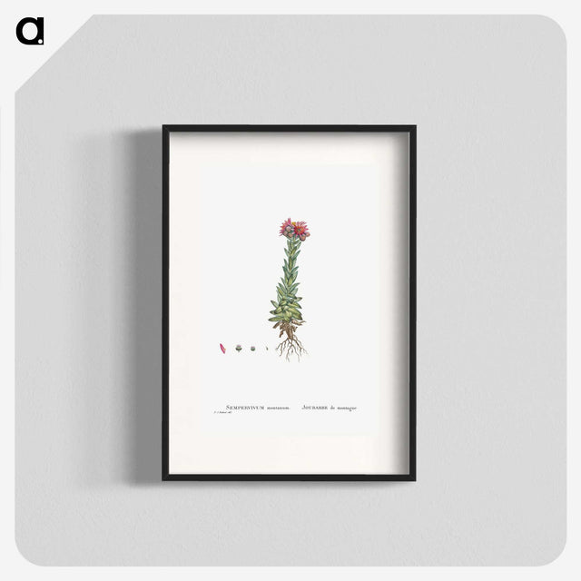2-27_Histoire-des-Plantes-Grasses_blk