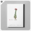2-27_Histoire-des-Plantes-Grasses_canvas