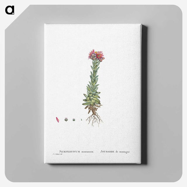 2-27_Histoire-des-Plantes-Grasses_canvas