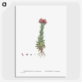 2-27_Histoire-des-Plantes-Grasses_picture-crop