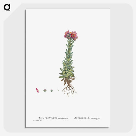 2-27_Histoire-des-Plantes-Grasses_picture-crop
