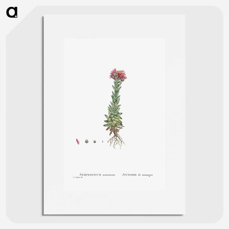 2-27_Histoire-des-Plantes-Grasses_picture