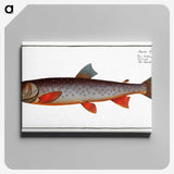 2-27_Ichtyologie-ou-Histoire-naturelle_canvas