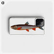 2-27_Ichtyologie-ou-Histoire-naturelle_phone