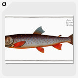 2-27_Ichtyologie-ou-Histoire-naturelle_picture-crop