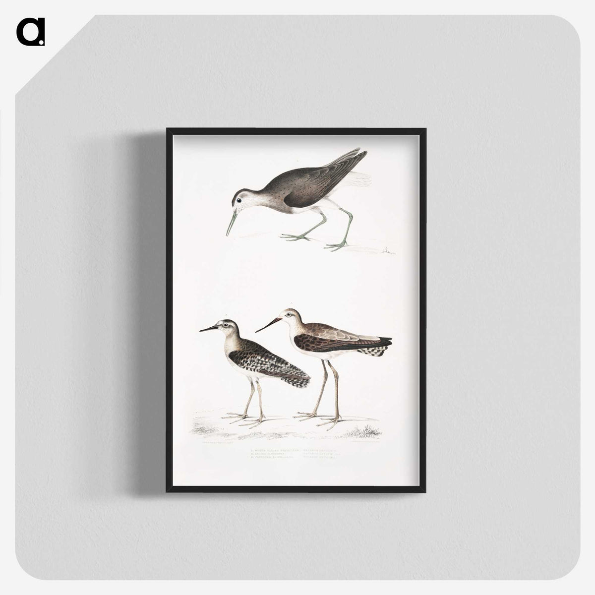 2-27_Indian-Zoology_blk-crop