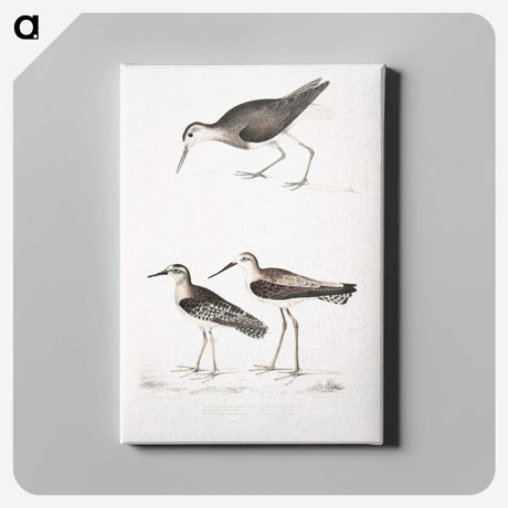 2-27_Indian-Zoology_canvas