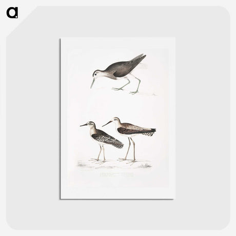 2-27_Indian-Zoology_hagaki