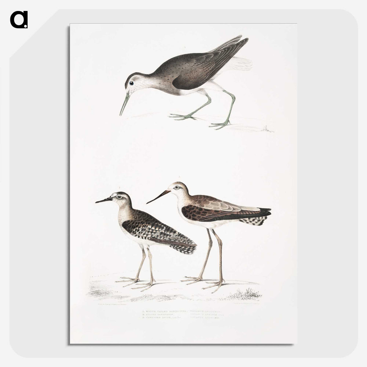 2-27_Indian-Zoology_picture-crop