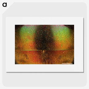 2-27_Insects-Unlocked-Project_picture