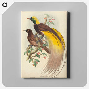 2-27_John-Gould_canvas