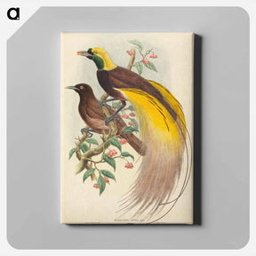 アートパネル-Bird of Paradise
 - ジョン グールド Canvas.