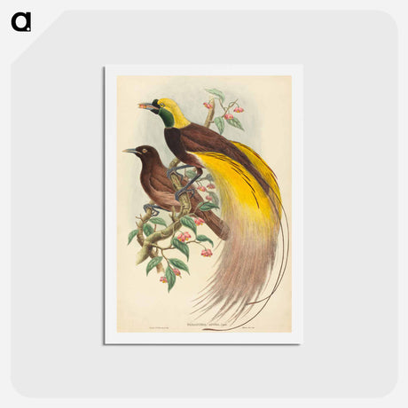 アートポストカード-Bird of Paradise
 - ジョン グールド Postcard.