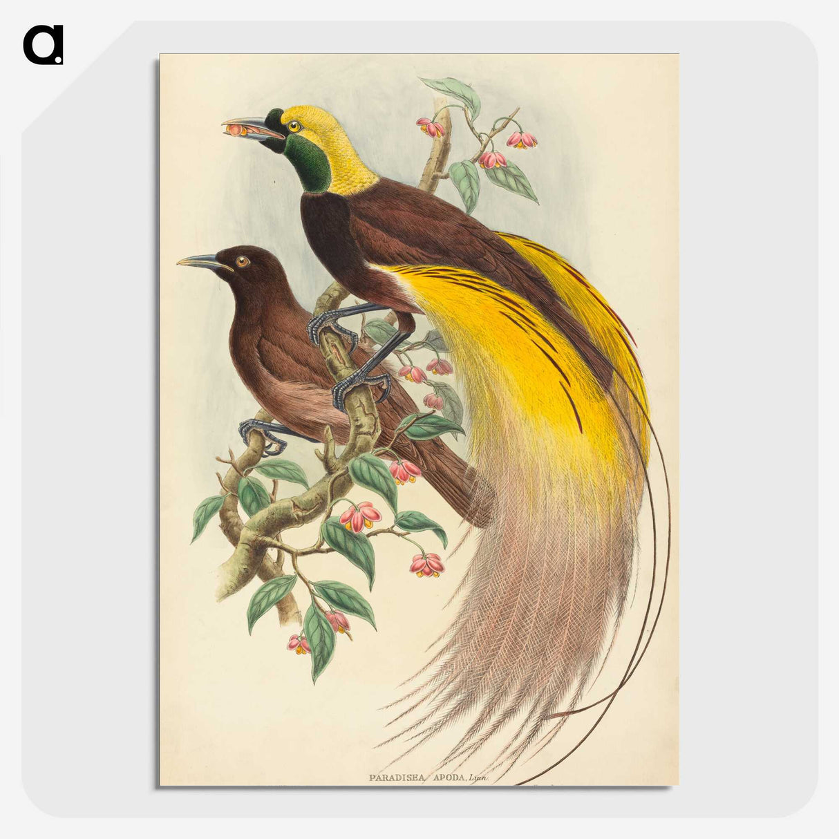 2-27_John-Gould_picture-crop