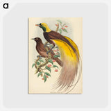 アートポストカード-Bird of Paradise
 - ジョン グールド Postcard.