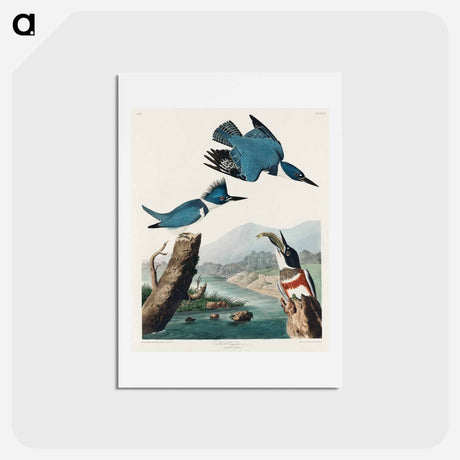 アートポストカード-Belted Kingfisher
 - ジョン ジェームス オーデュボン Postcard.