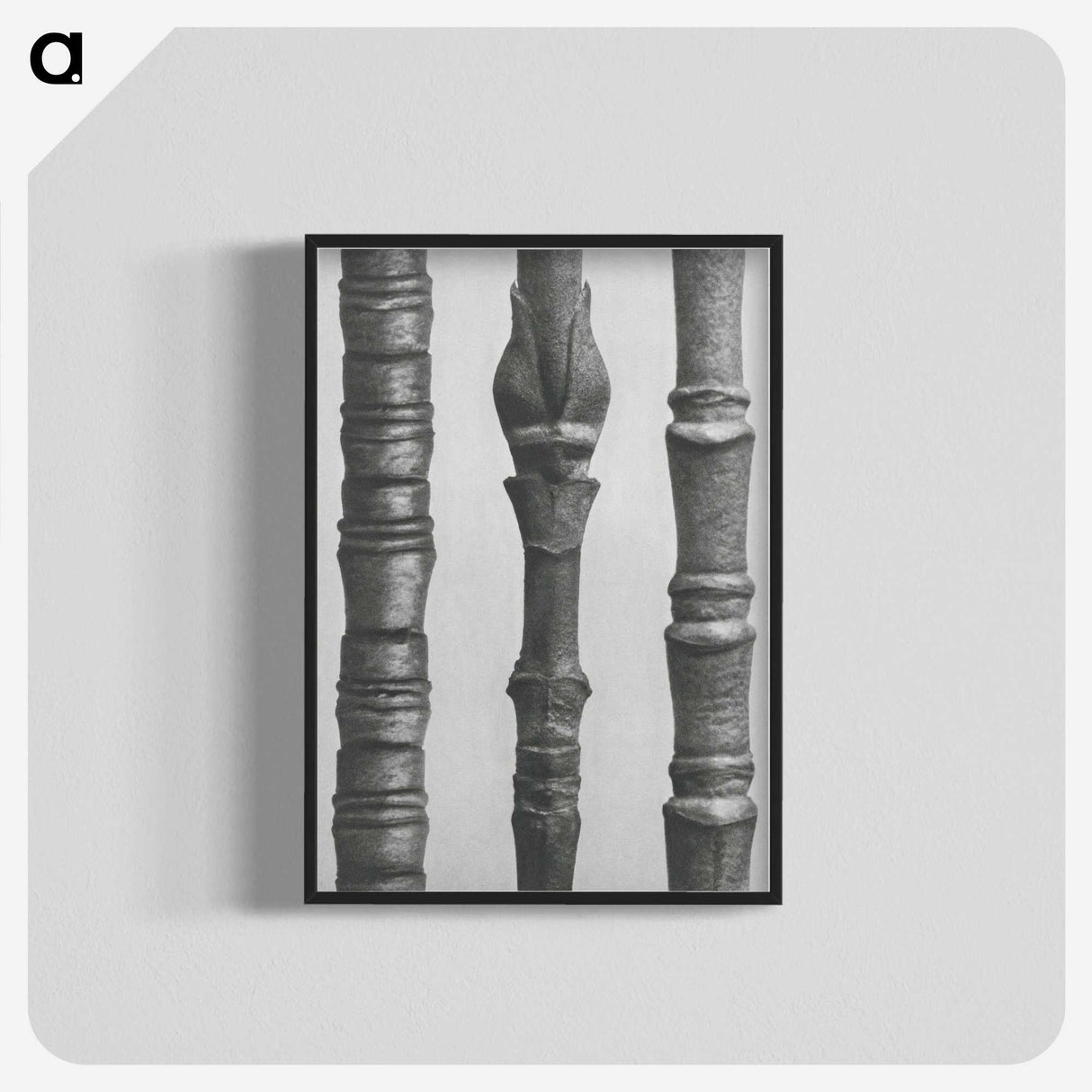 2-27_Karl-Blossfeldt_blk-crop