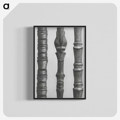2-27_Karl-Blossfeldt_blk-crop