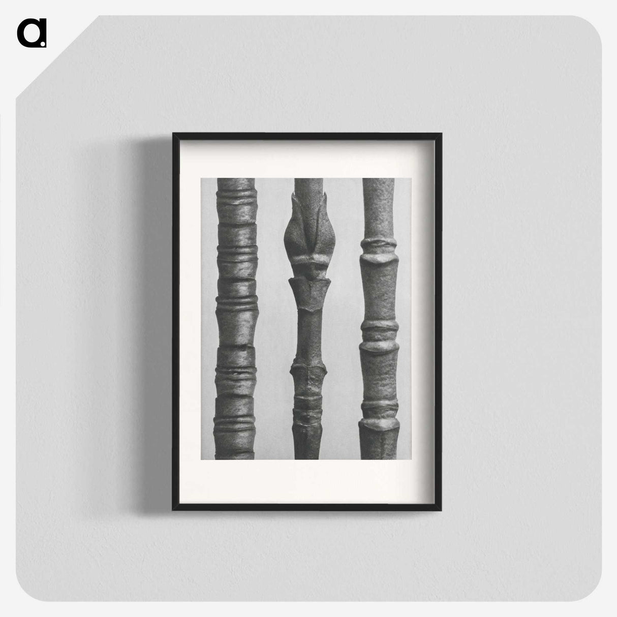 2-27_Karl-Blossfeldt_blk