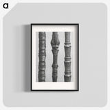 2-27_Karl-Blossfeldt_blk