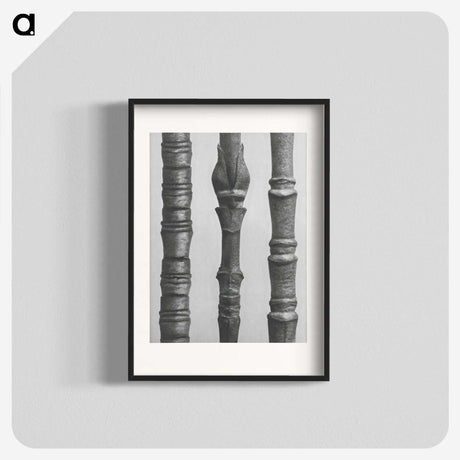 2-27_Karl-Blossfeldt_blk