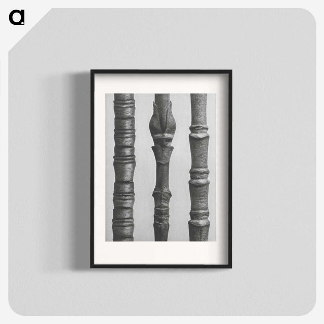 2-27_Karl-Blossfeldt_blk