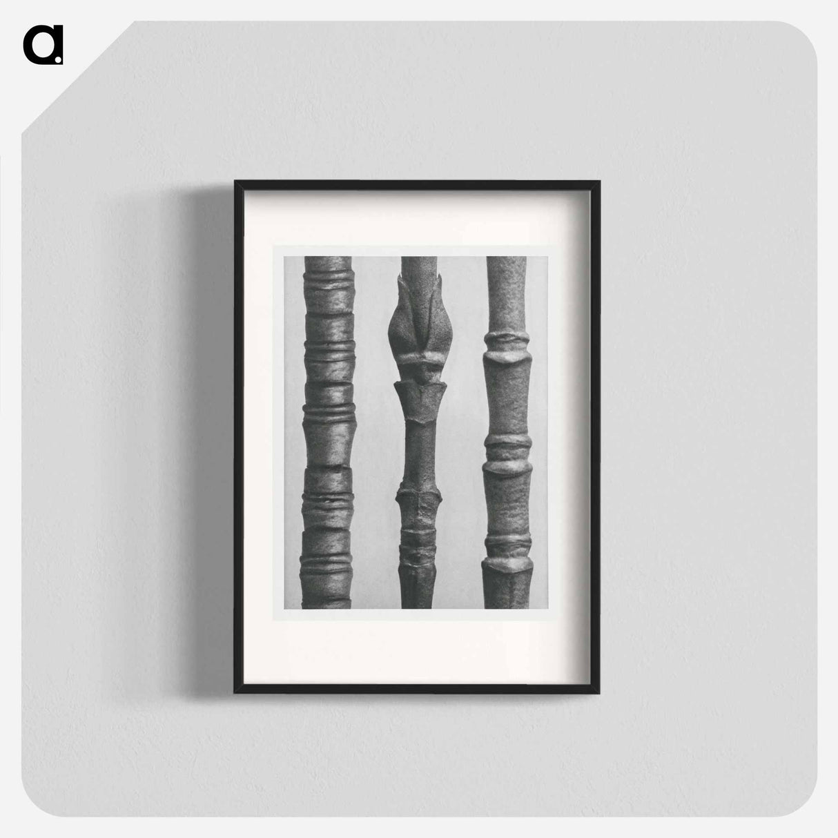 Dogwood - Karl Blossfeldt Poster.