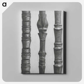 2-27_Karl-Blossfeldt_canvas