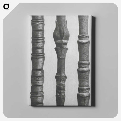 2-27_Karl-Blossfeldt_canvas