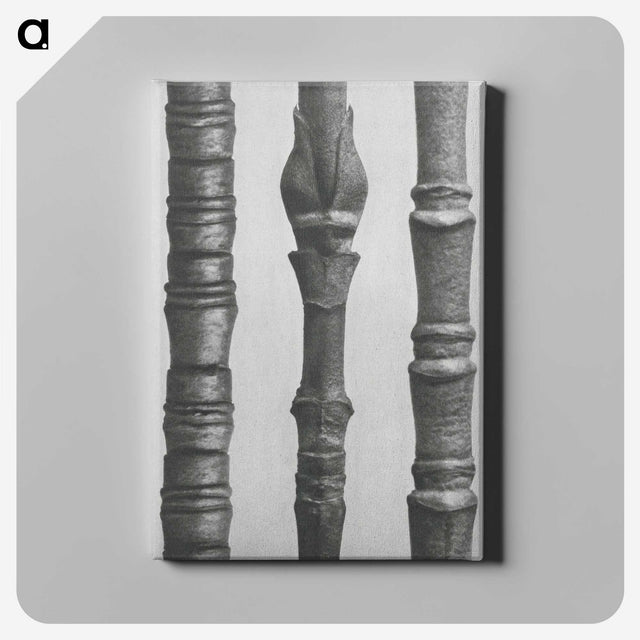 2-27_Karl-Blossfeldt_canvas