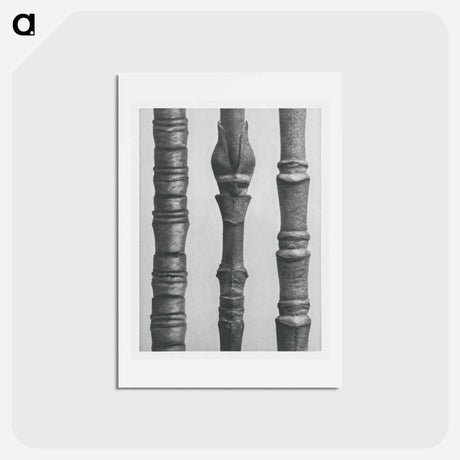 アートポストカード-Dogwood - カール ブロスフェルト Postcard.