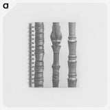 2-27_Karl-Blossfeldt_memo