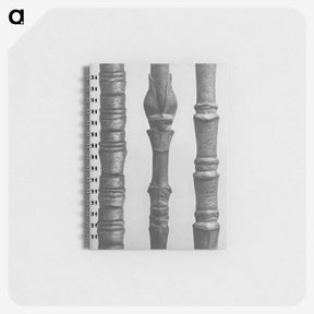 2-27_Karl-Blossfeldt_memo