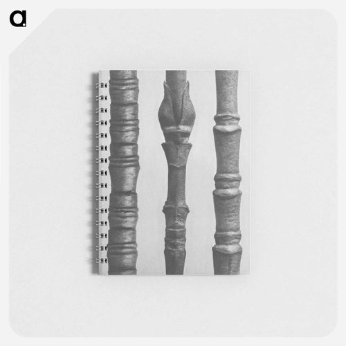 Dogwood - カール ブロスフェルト Memo.