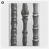 2-27_Karl-Blossfeldt_picture-crop