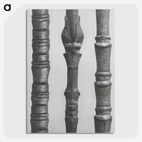 2-27_Karl-Blossfeldt_picture-crop
