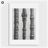 2-27_Karl-Blossfeldt_picture