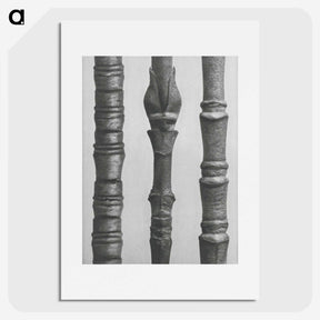 2-27_Karl-Blossfeldt_picture