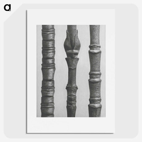 2-27_Karl-Blossfeldt_picture