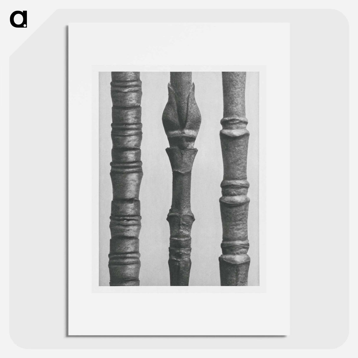 Dogwood - Karl Blossfeldt Poster.