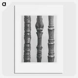 Dogwood - Karl Blossfeldt Poster.