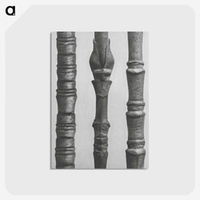 2-27_Karl-Blossfeldt_postcard