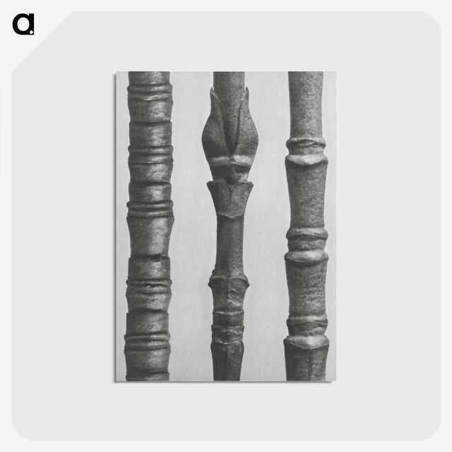 2-27_Karl-Blossfeldt_postcard